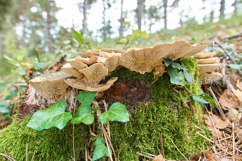 杂色Trametes versicolor蕈类:位于罗洛特附近的加泰罗尼亚森林